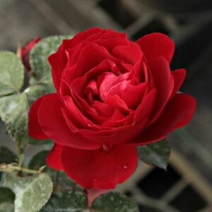 Rosa 'Look Good Feel Better™' - vörös - virágágyi floribunda rózsa