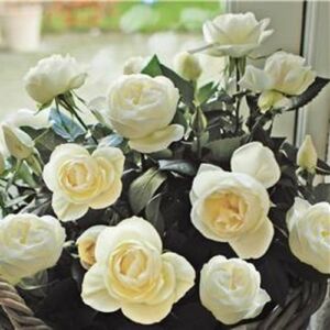 Rosa 'Cairo™' - fehér - törpe - mini rózsa
