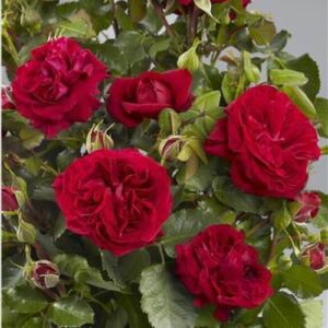 Rosa 'Caserta™' - vörös - törpe - mini rózsa