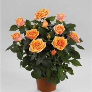 Rosa 'Fahra™' - sárga - narancssárga - törpe - mini rózsa