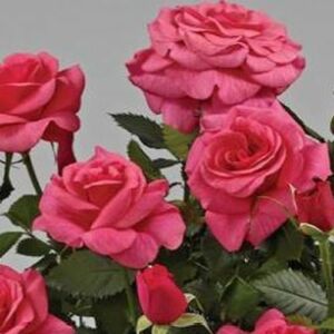 Rosa 'Emilia Hit®' - rózsaszín - törpe - mini rózsa
