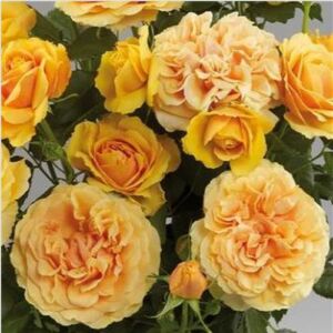 Rosa 'Imani Hit®' - sárga - törpe - mini rózsa