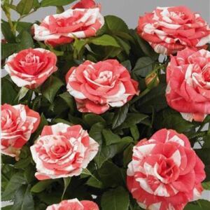 Rosa 'Vina Hit®' - rózsaszín - fehér - törpe - mini rózsa
