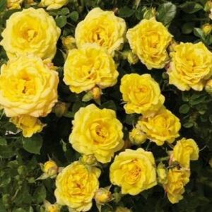 Rosa 'Yumi Hit®' - sárga - törpe - mini rózsa