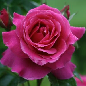 Rosa 'Naomi™' - rózsaszín - nosztalgia rózsa