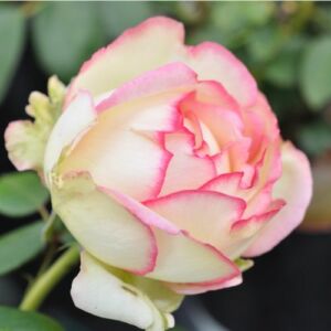 Rosa 'Biedermeier®' - fehér - rózsaszín - törpe - mini rózsa