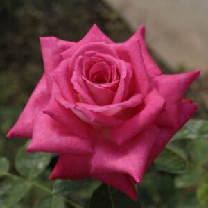 Rosa 'Acapella®' - rózsaszín - teahibrid rózsa