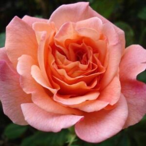 Rosa 'Augusta Luise®' - sárga - nosztalgia rózsa