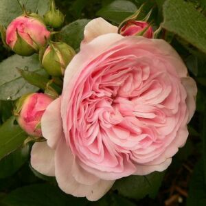 Rosa 'Mariatheresia®' - rózsaszín - virágágyi floribunda rózsa