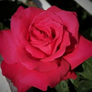 Rosa 'Alec's Red™' - vörös - teahibrid rózsa