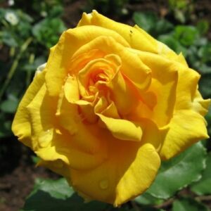 Rosa 'Anika™' - sárga - teahibrid rózsa