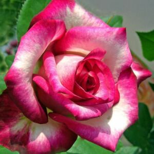 Rosa 'Hessenrose™' - rózsaszín - fehér - teahibrid rózsa