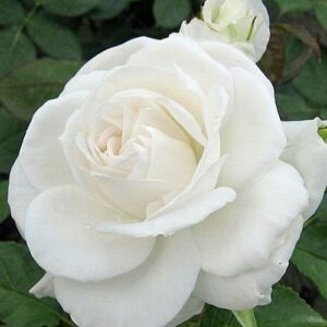 Rosa 'Annapurna™' - fehér - teahibrid rózsa