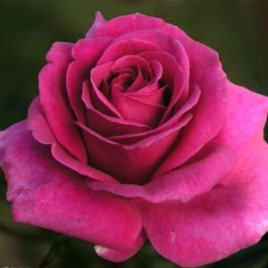 Rosa 'Blackberry Nip™' - rózsaszín - teahibrid rózsa