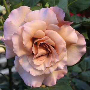 Rosa 'Chocolate Rose™' - narancssárga - barna - teahibrid rózsa