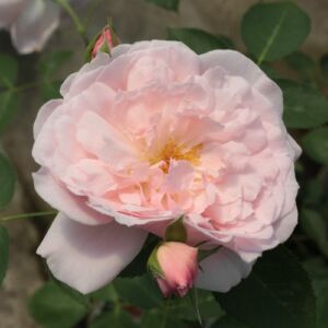 Rosa 'Ausclub' - rózsaszín - angol rózsa
