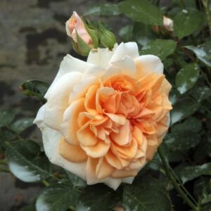 Rosa 'Ausjolly' - rózsaszín - angol rózsa