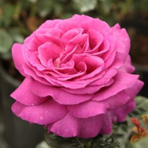 Rosa 'Chartreuse de Parme™' - rózsaszín - teahibrid rózsa