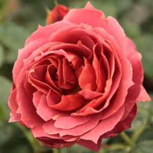 Rosa 'Wekpaltlez' - vörös - virágágyi floribunda rózsa