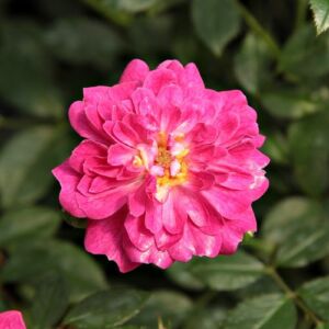 Rosa 'Imola™' - rózsaszín - törpe - mini rózsa