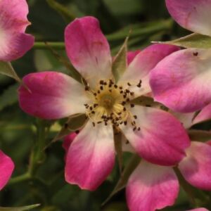 Rosa 'Sára' - rózsaszín - törpe - mini rózsa