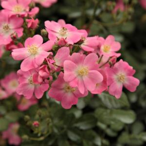 Rosa 'Budai Lina emléke' - rózsaszín - talajtakaró rózsa