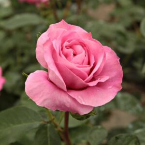 Rosa 'Abrud' - rózsaszín - parkrózsa