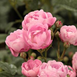 Rosa 'Hadikfalva' - rózsaszín - virágágyi polianta rózsa