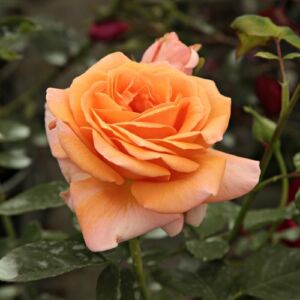 Rosa 'Rozália' - narancssárga - climber, futó rózsa