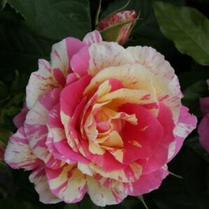 Rosa 'Claude Monet™' - vörös - sárga - teahibrid rózsa