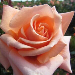 Rosa 'True Friend™' - rózsaszín - virágágyi floribunda rózsa