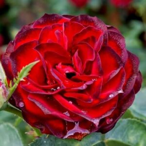 Rosa 'A pesti srácok emléke' - vörös - virágágyi floribunda rózsa