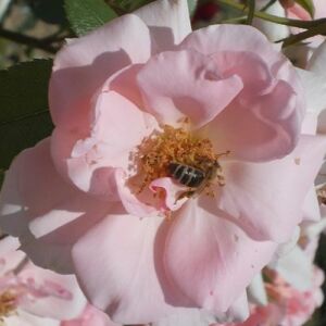 Rosa 'Régen' - rózsaszín - virágágyi floribunda rózsa