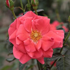 Rosa 'Okályi Iván emléke' - vörös - narancssárga - virágágyi floribunda rózsa