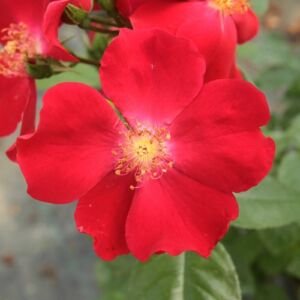 Rosa 'Máramaros' - vörös - virágágyi floribunda rózsa