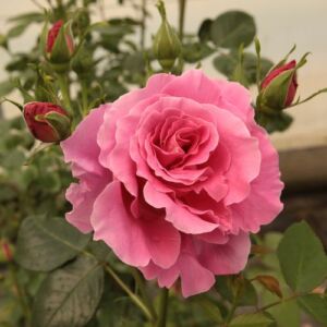 Rosa 'Torockó' - rózsaszín - climber, futó rózsa