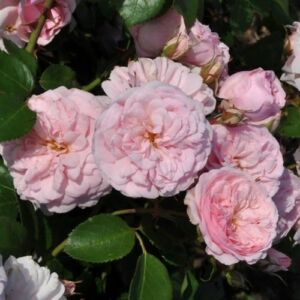Rosa 'Blush™ Pixie®' - rózsaszín - talajtakaró rózsa