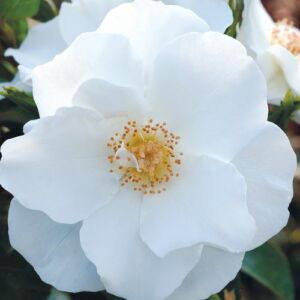Rosa 'Milly™' - fehér - virágágyi polianta rózsa