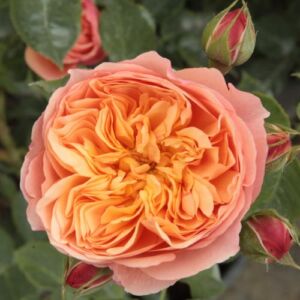 Rosa 'Natalija™' - narancssárga - nosztalgia rózsa