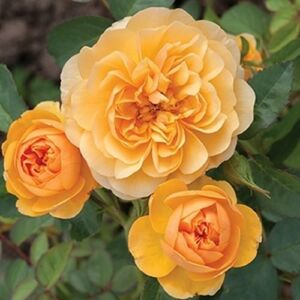 Rosa 'Isidora™' - sárga - virágágyi floribunda rózsa