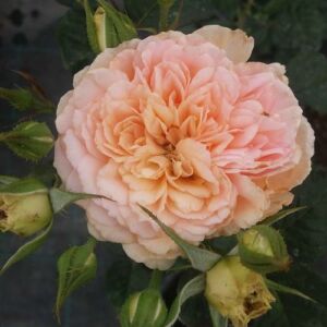 Rosa 'Jelena™' - narancssárga - virágágyi floribunda rózsa