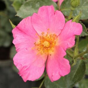 Rosa 'Barbie™' - rózsaszín - virágágyi polianta rózsa