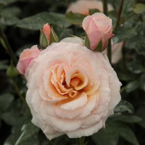 Rosa 'Pacific™' - sárga - virágágyi grandiflora - floribunda rózsa