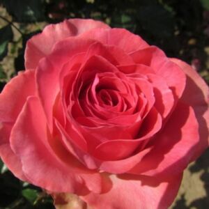 Rosa 'Mystic Glow™' - rózsaszín - virágágyi floribunda rózsa
