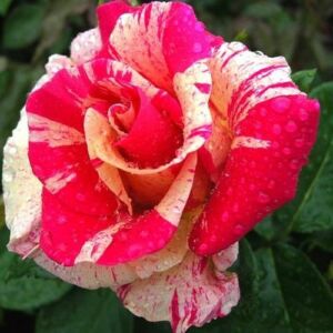 Rosa 'Wekrosopela' - rózsaszín - fehér - climber, futó rózsa