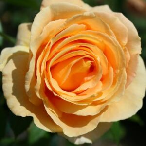 Rosa 'Candlelight®' - sárga - nosztalgia rózsa