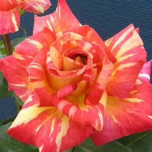Rosa 'Caribia ®' - sárga - vörös - teahibrid rózsa