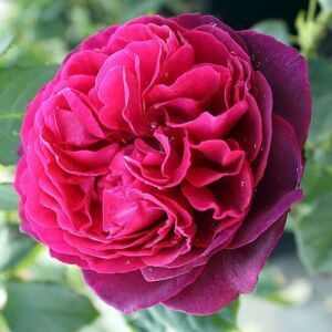 Rosa 'Astrid Gräfin von Hardenberg®' - vörös - nosztalgia rózsa