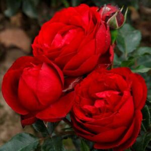 Rosa 'Till Eulenspiegel ®' - vörös - virágágyi floribunda rózsa