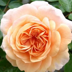 Rosa 'Sangerhäuser Jubiläumsrose ®' - rózsaszín - virágágyi floribunda rózsa